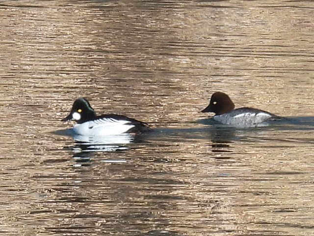 Common Goldeneye - ML615099774