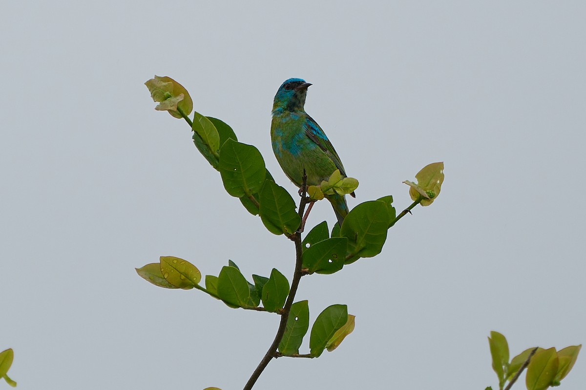 Blue Dacnis - ML615099827