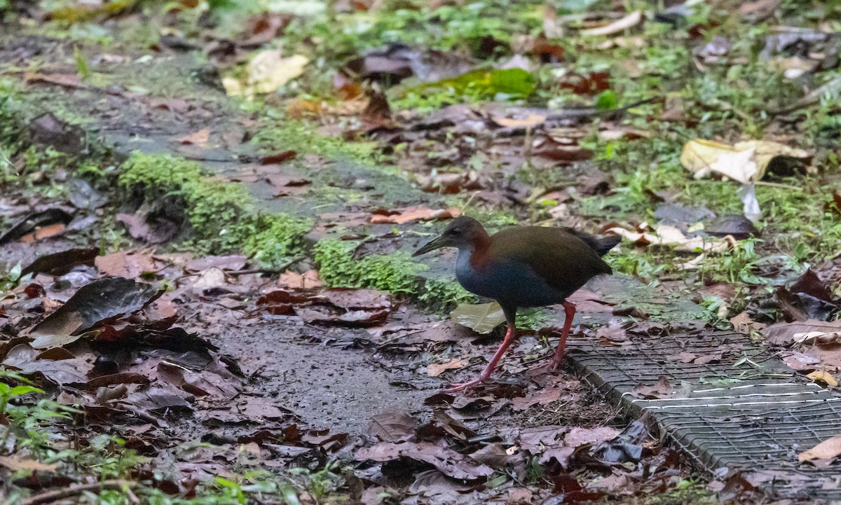 Red-winged Wood-Rail - ML615099869