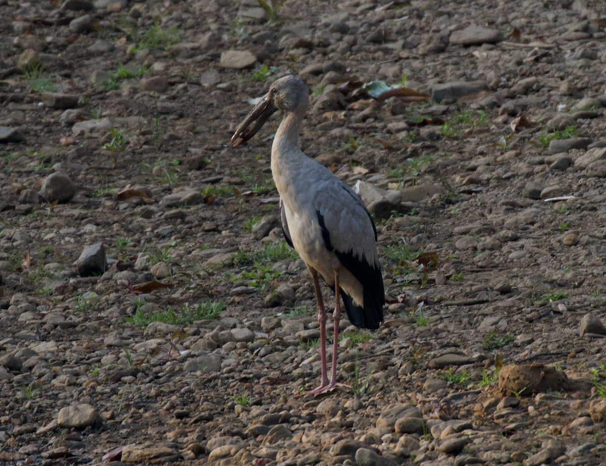 Asian Openbill - ML615099879