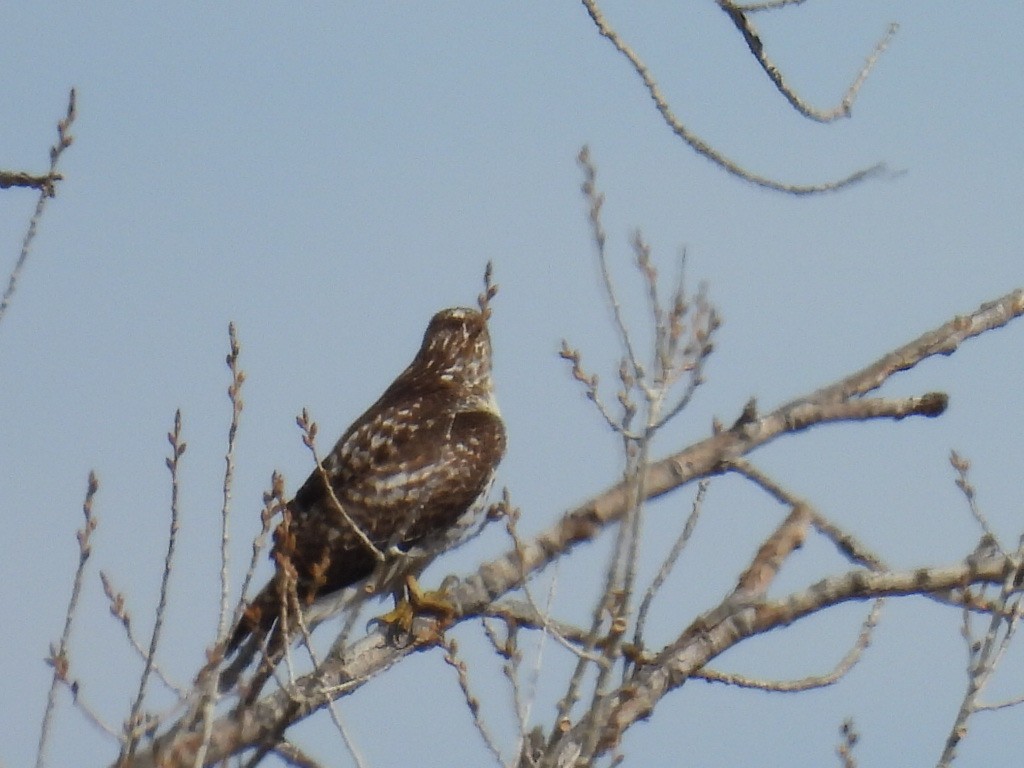 Red-tailed Hawk - ML615099890