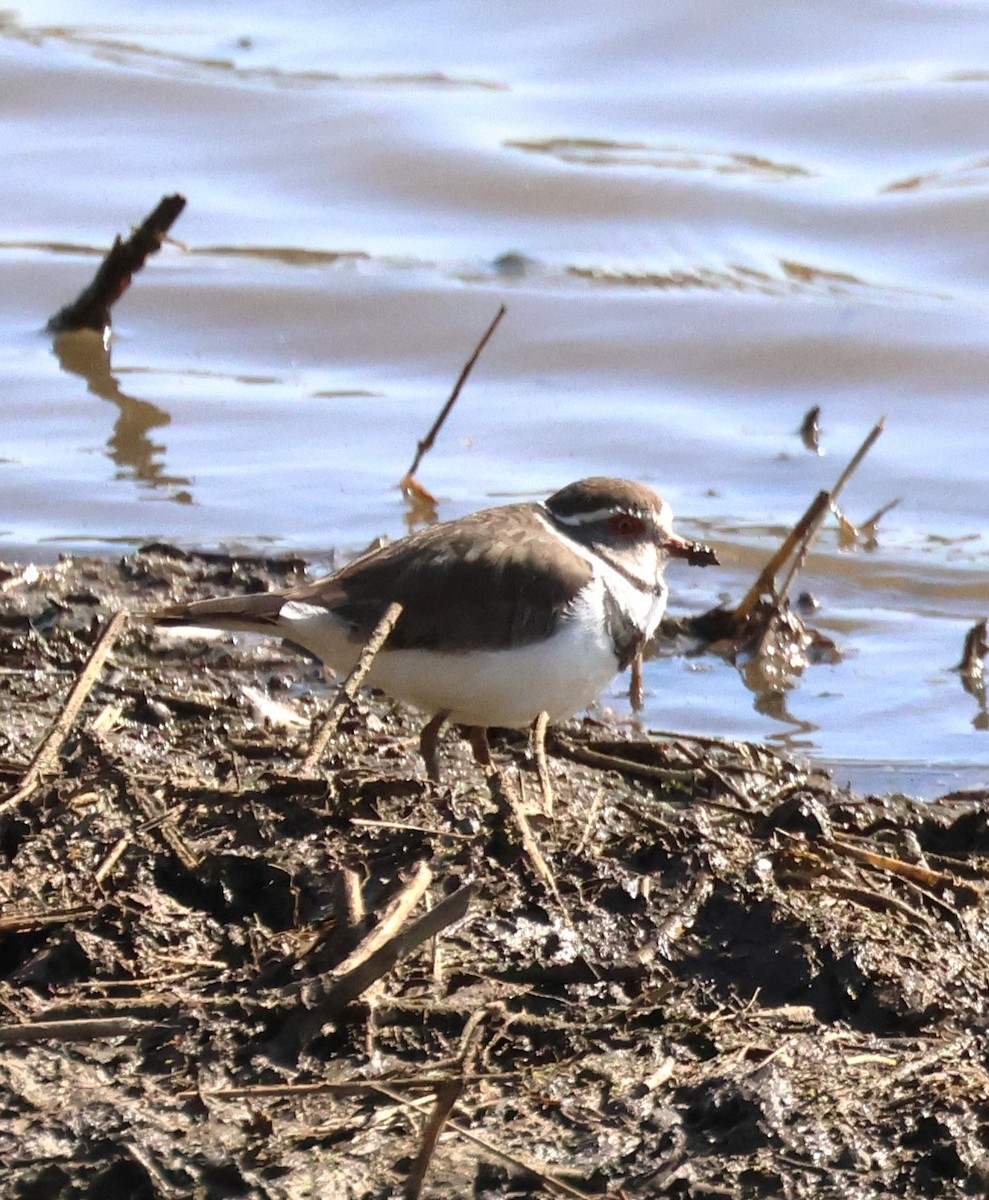 Three-banded Plover - ML615099892