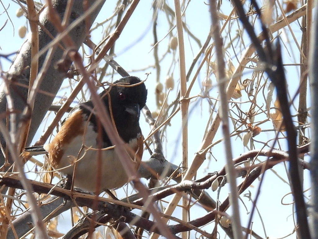 Spotted Towhee - ML615099899