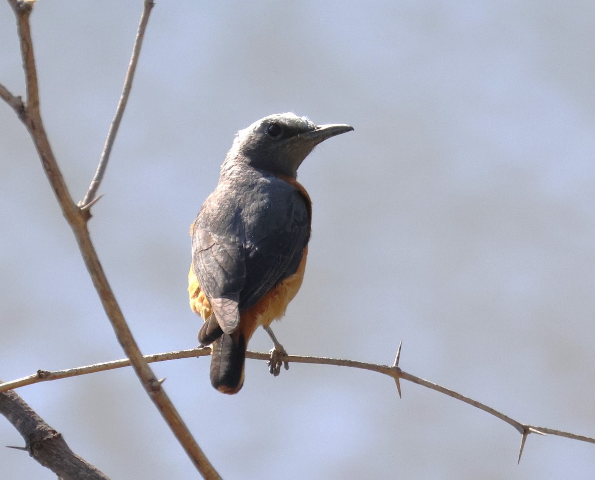 Short-toed Rock-Thrush - ML615099916