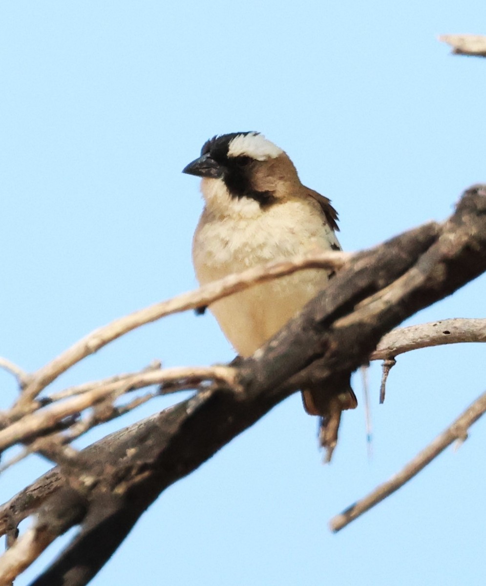 White-browed Sparrow-Weaver - ML615099922