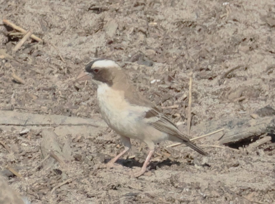 White-browed Sparrow-Weaver - ML615099923