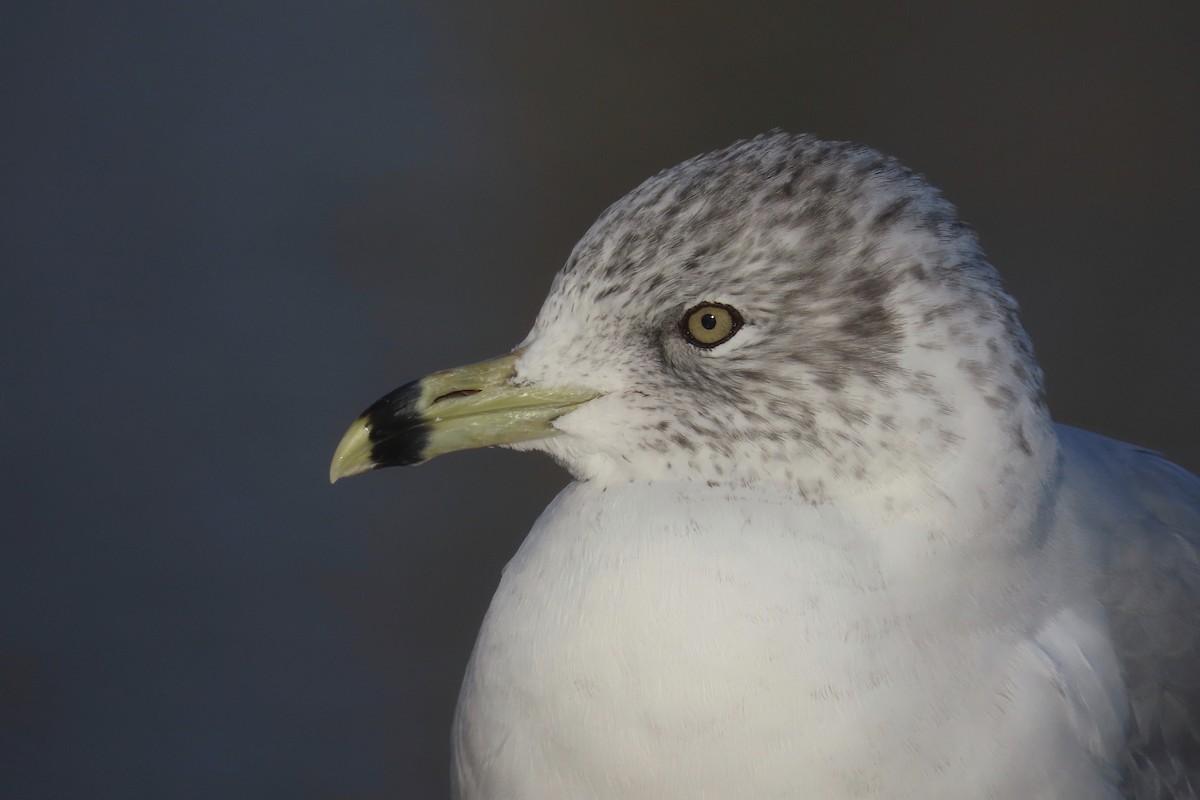 Ring-billed Gull - ML615099953