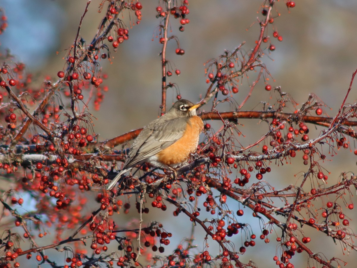 American Robin - ML615099972