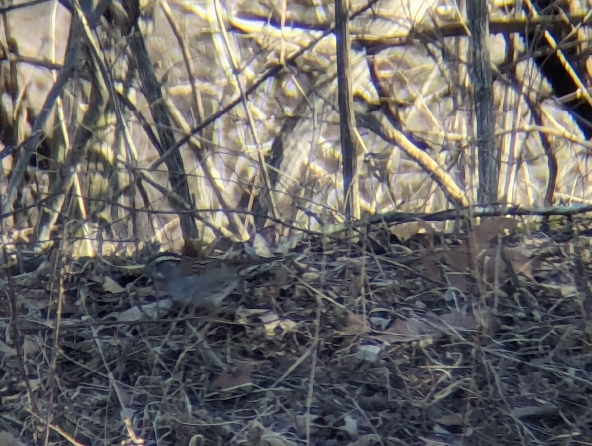 White-throated Sparrow - ML615099977