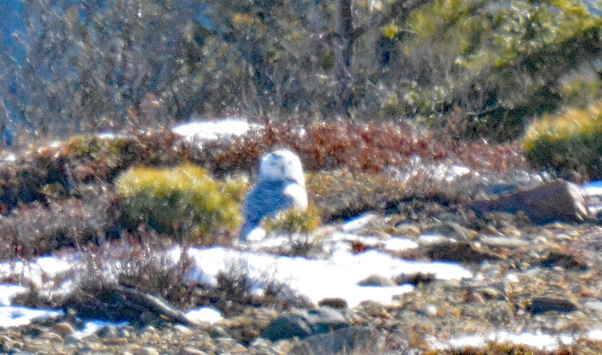 Snowy Owl - ML615099979