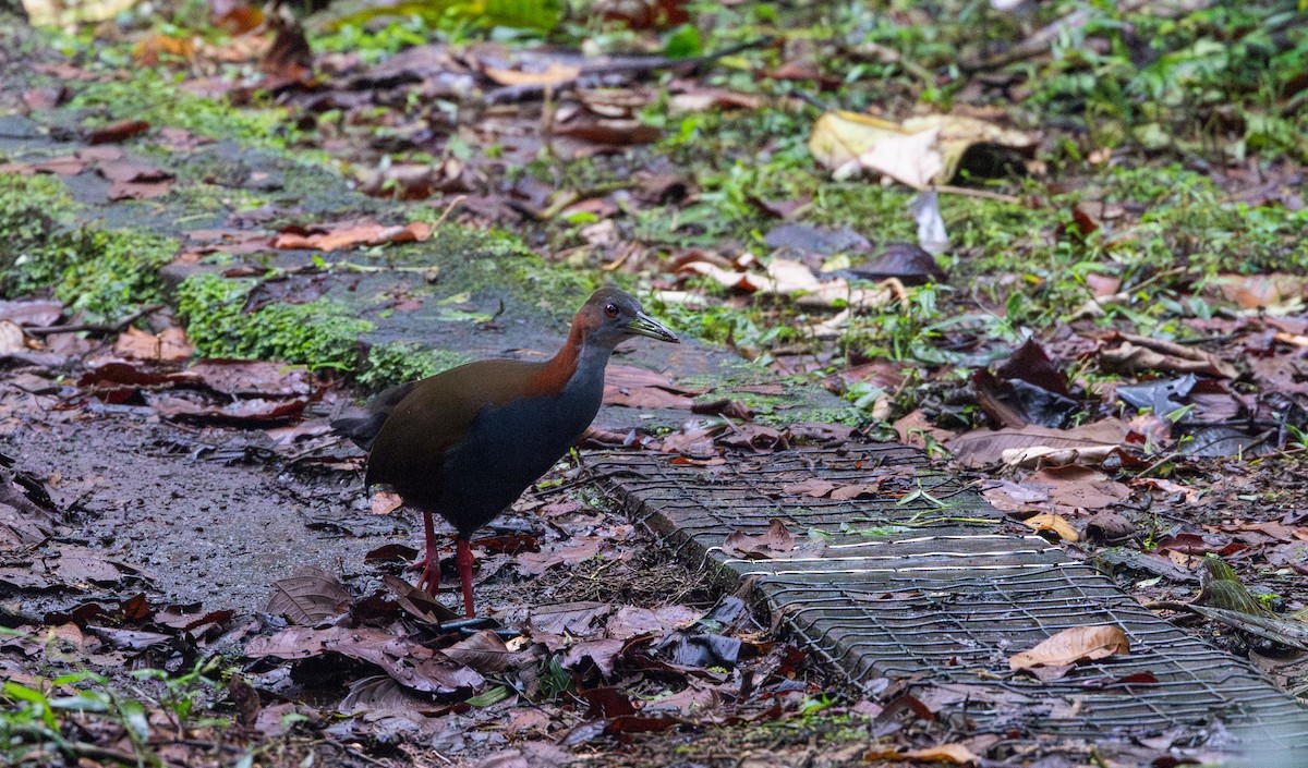 Red-winged Wood-Rail - ML615099981