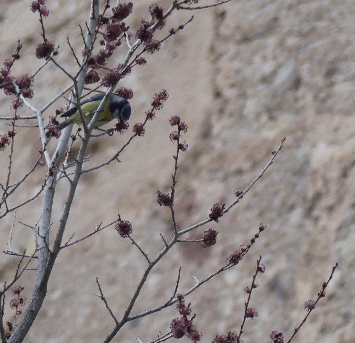 Eurasian Blue Tit - ML615099982