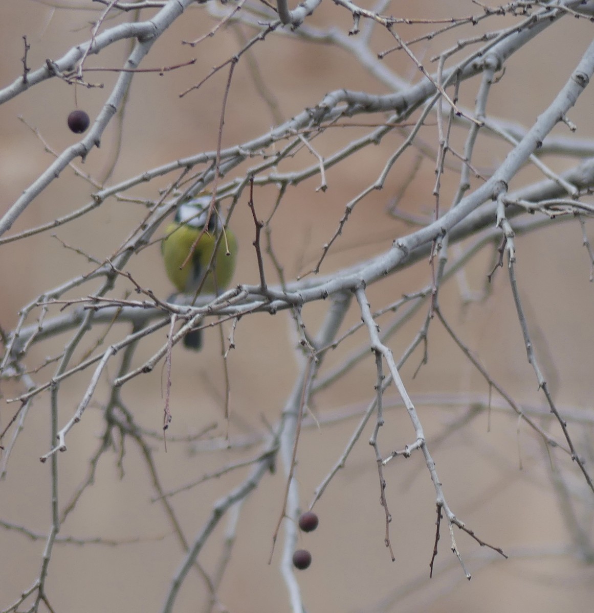 Eurasian Blue Tit - ML615099985