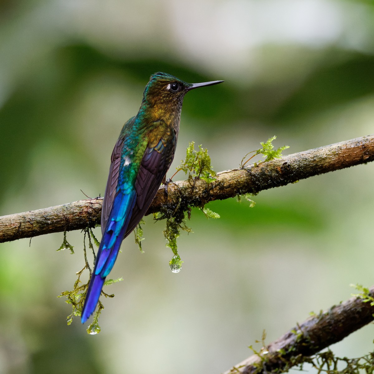 Violet-tailed Sylph - ML615100019