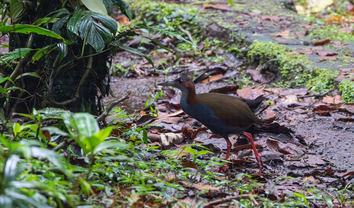 Râle à ailes rouges - ML615100022