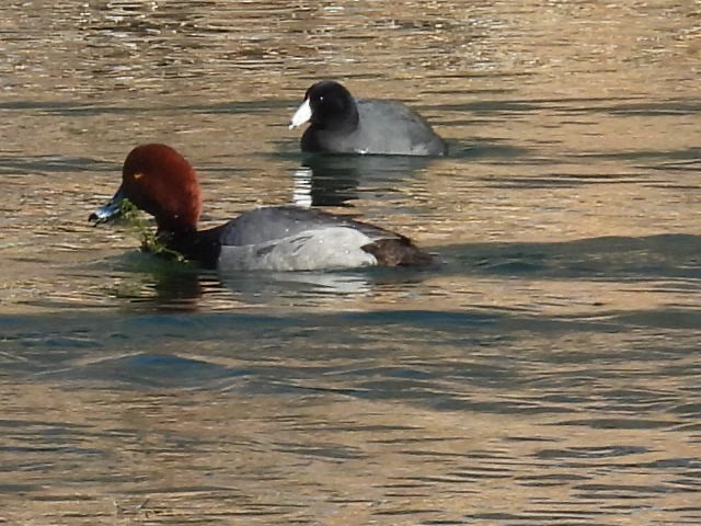 American Coot - ML615100066