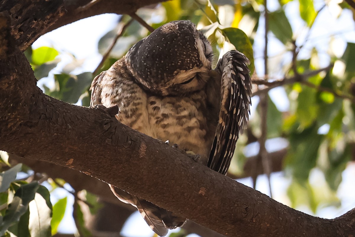 Spotted Owlet - Ksheetij Pandey
