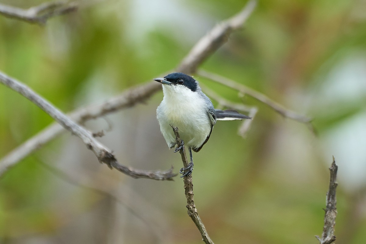 Tropical Gnatcatcher (atricapilla) - ML615100097