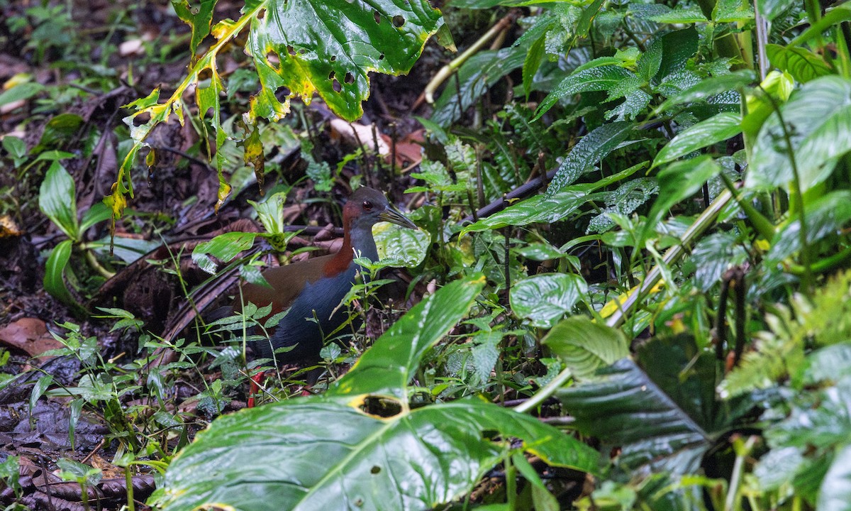 Red-winged Wood-Rail - ML615100098