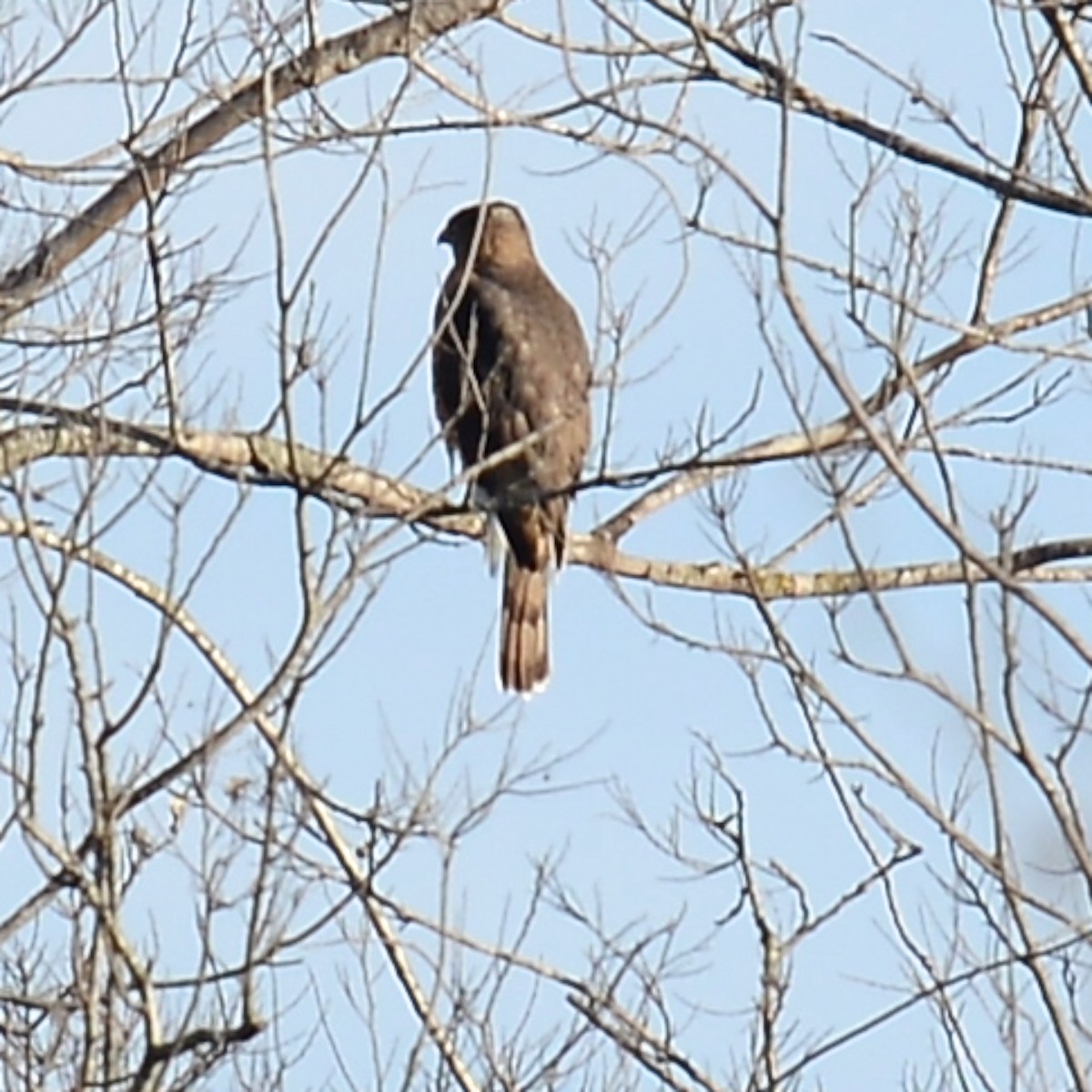 Cooper's Hawk - ML615100106