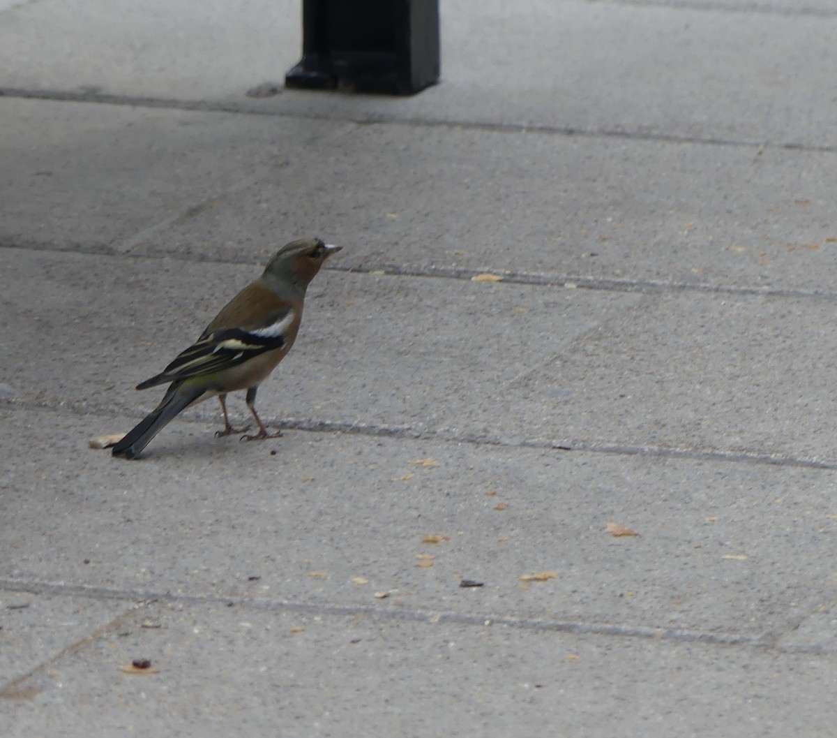 Common Chaffinch - ML615100123