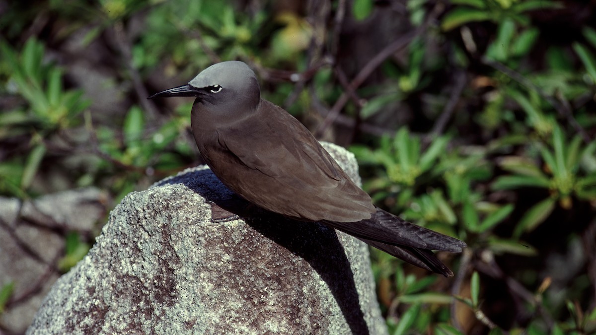 Brown Noddy - Eric van Poppel