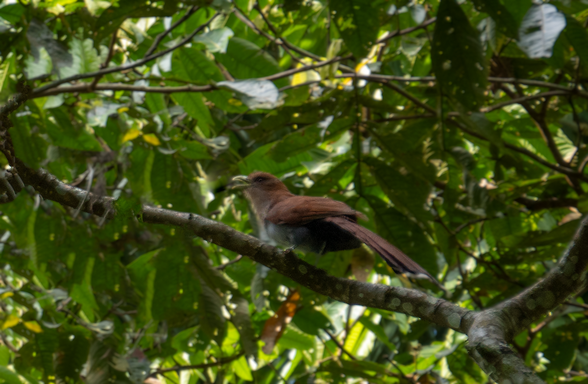 Squirrel Cuckoo - Cristian Domingo Rivera Panduro