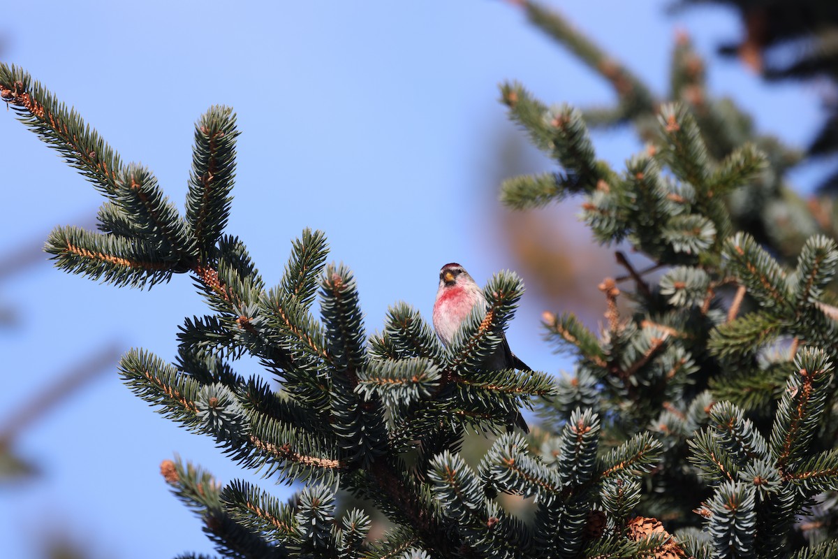 Common Redpoll - ML615100209