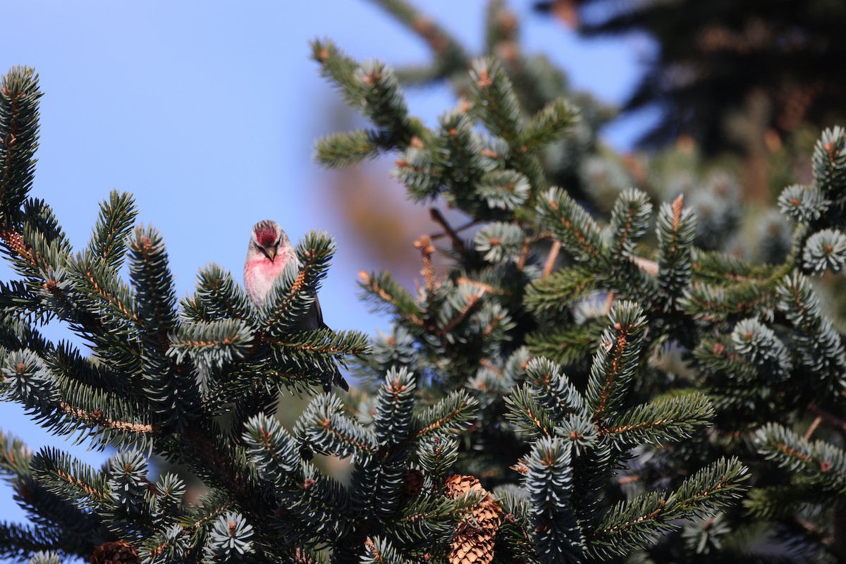 Common Redpoll - ML615100210