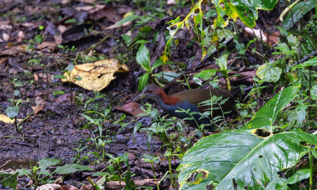 Red-winged Wood-Rail - ML615100211