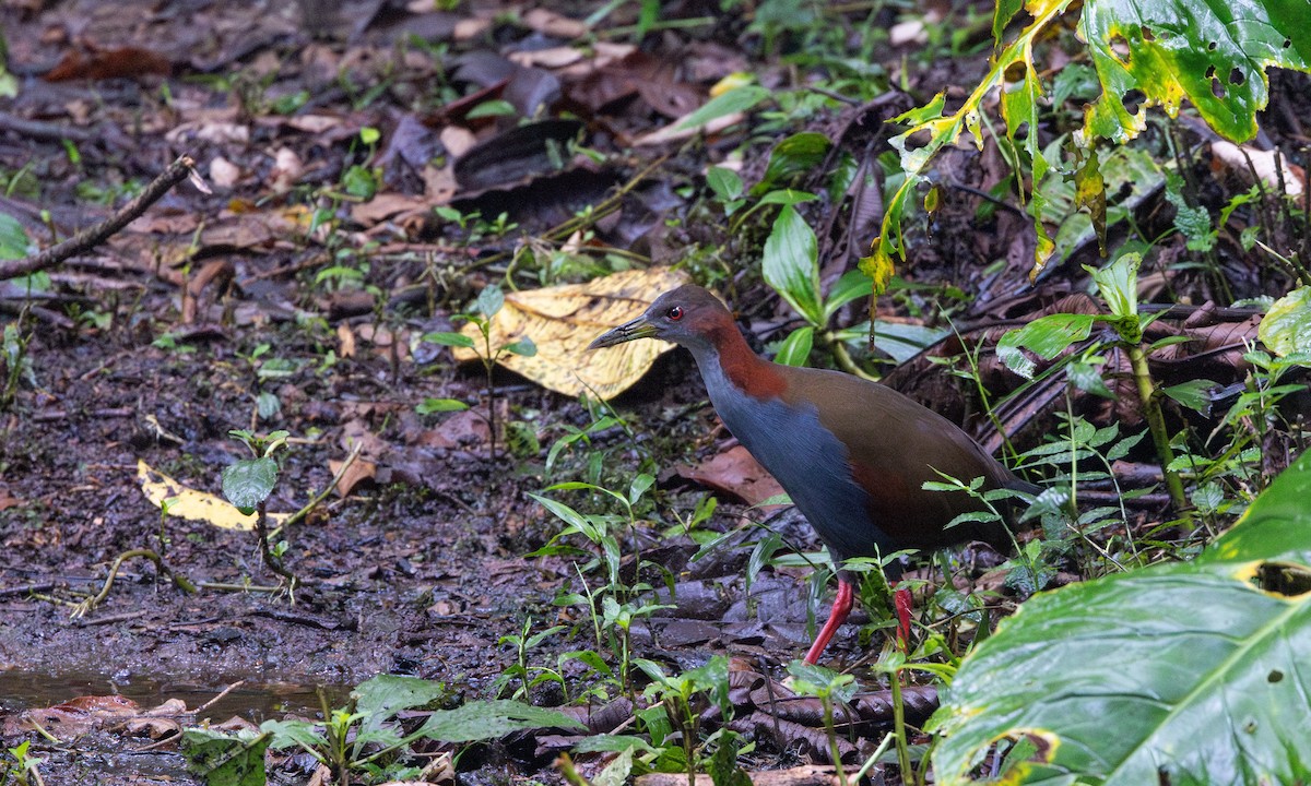 Red-winged Wood-Rail - ML615100217