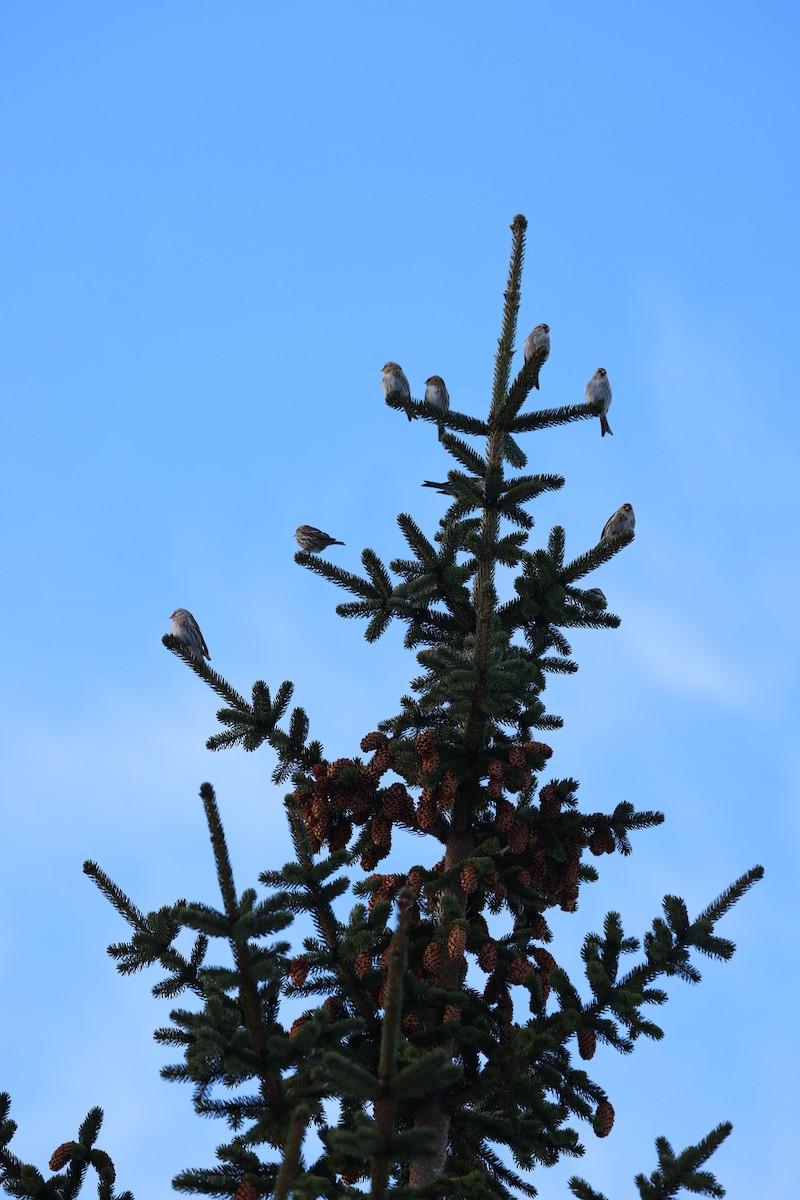 Common Redpoll - ML615100220