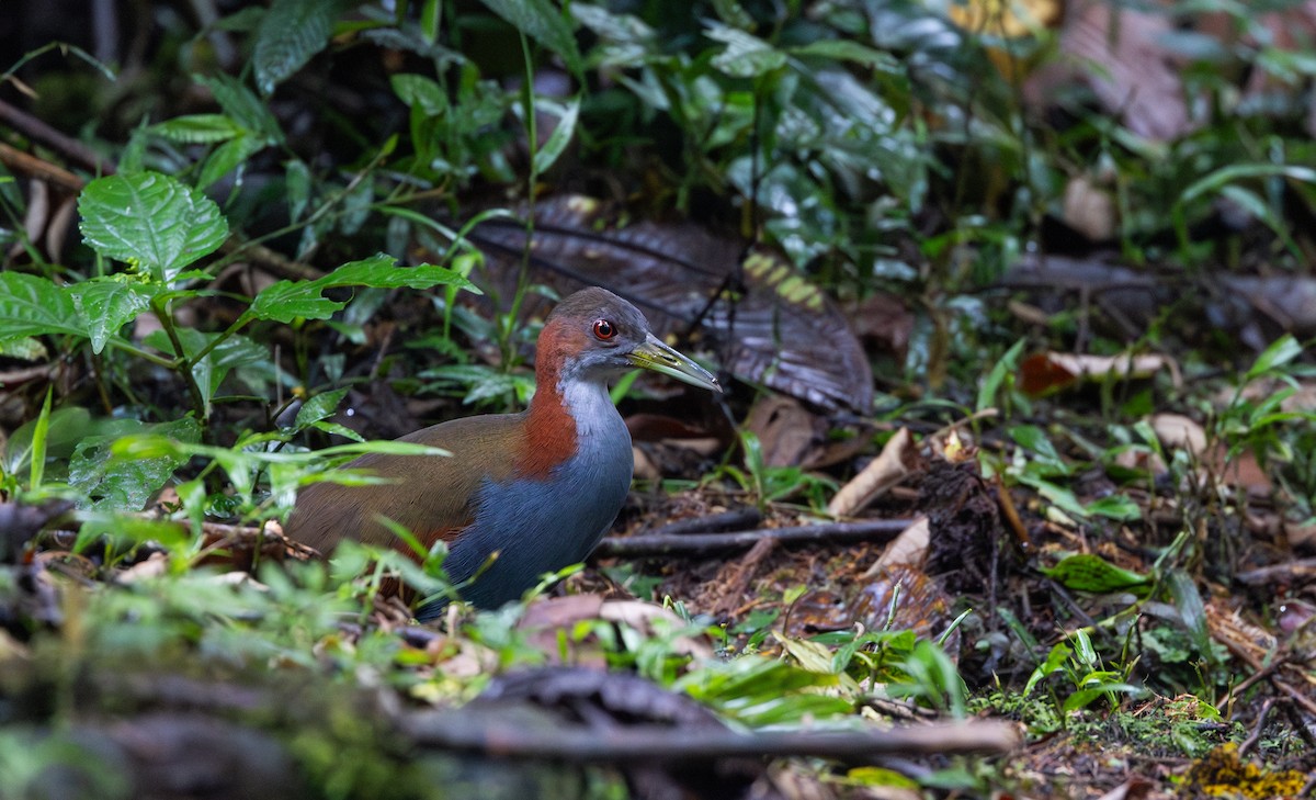 Râle à ailes rouges - ML615100222