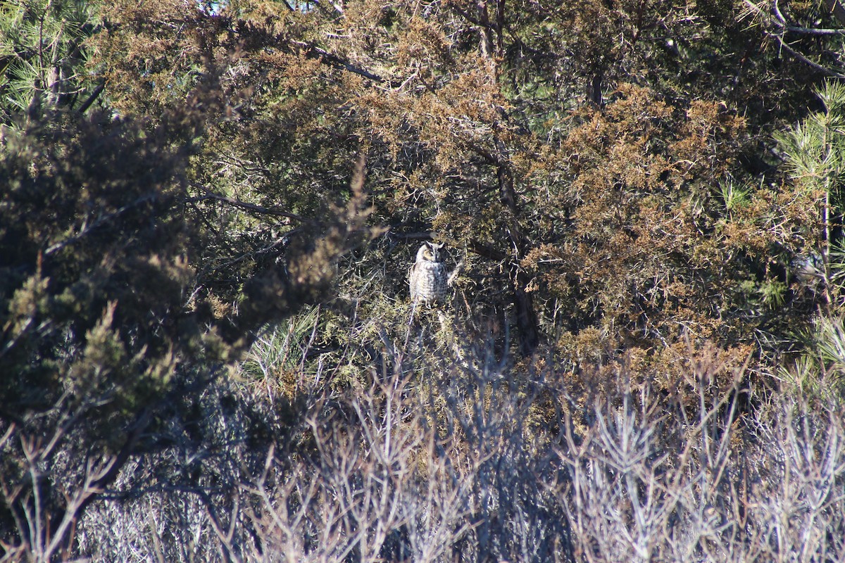 Long-eared Owl - ML615100246