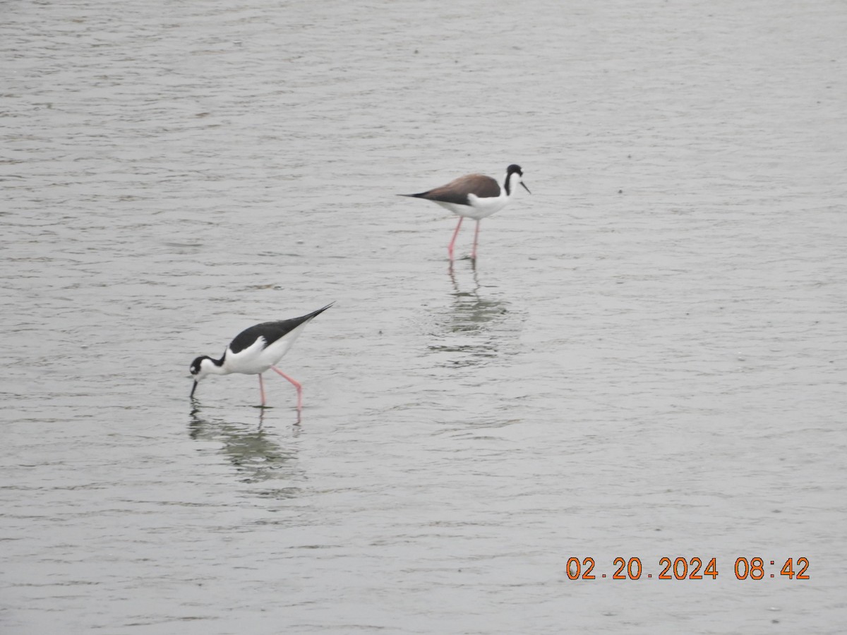 Black-necked Stilt - Charles  Ritter