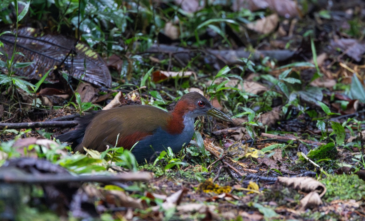 Red-winged Wood-Rail - ML615100289