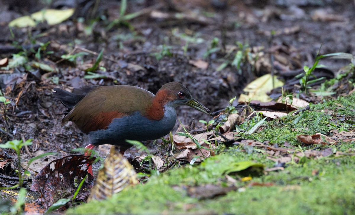 Râle à ailes rouges - ML615100352