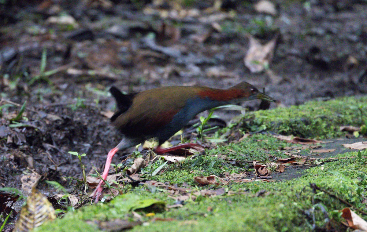 Red-winged Wood-Rail - ML615100357