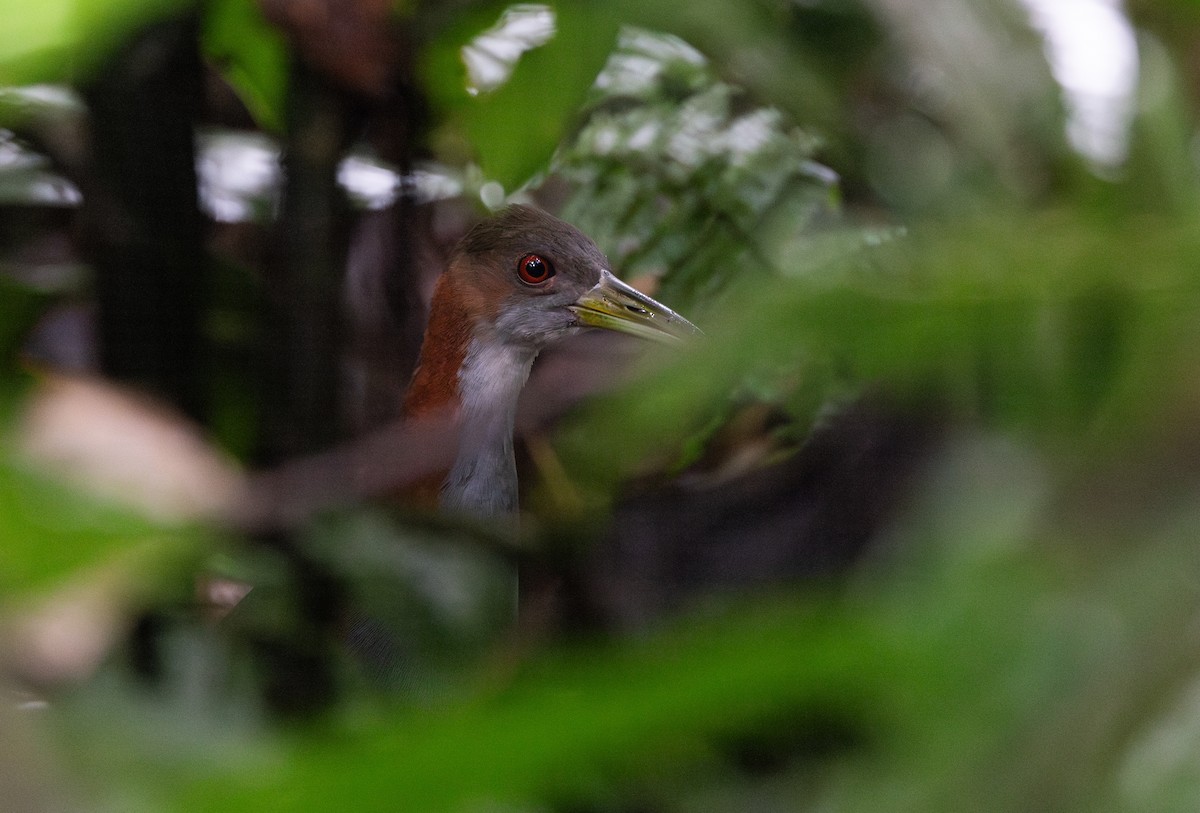 Red-winged Wood-Rail - ML615100371