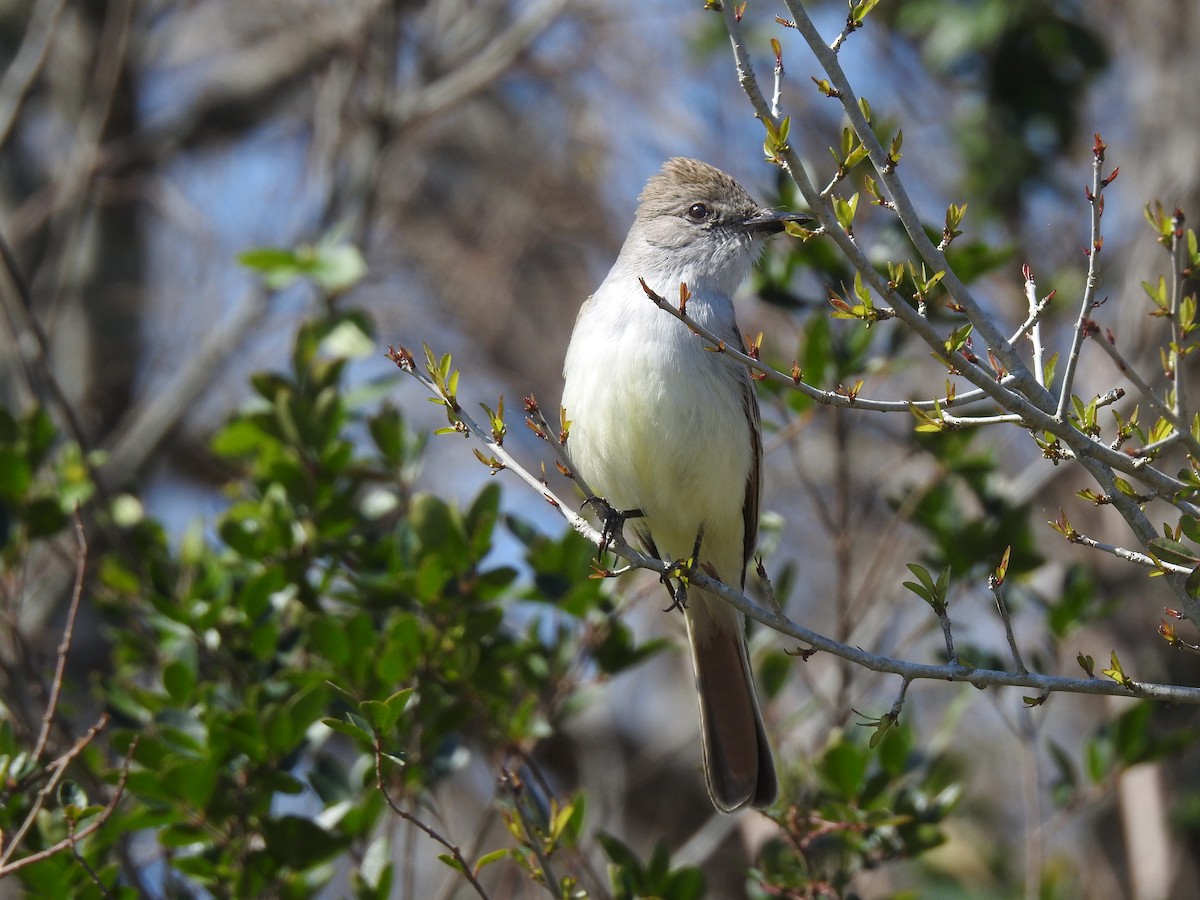 Ash-throated Flycatcher - ML615100428