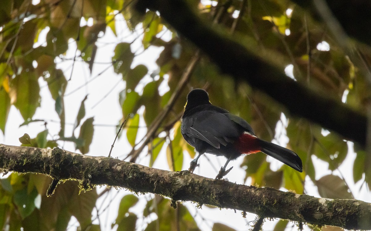 Yellow-throated Toucan (Black-mandibled) - ML615100449