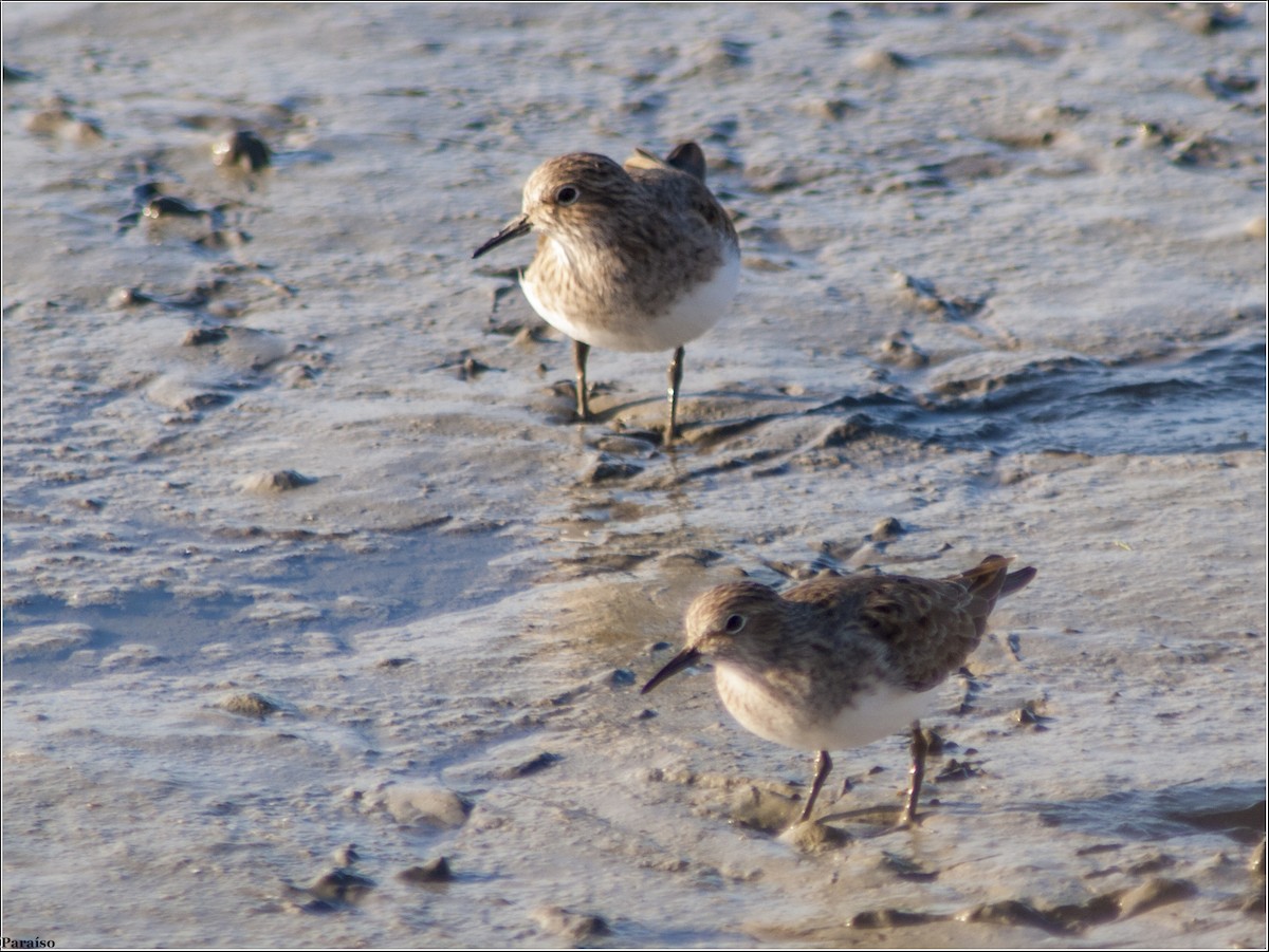 Temminckstrandläufer - ML615100470