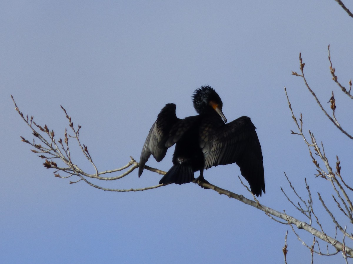 Great Cormorant - ML615100542