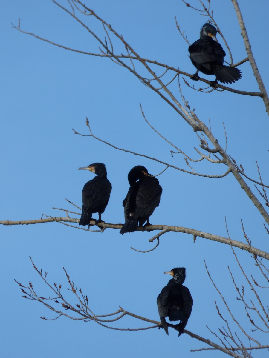 Great Cormorant - ML615100543