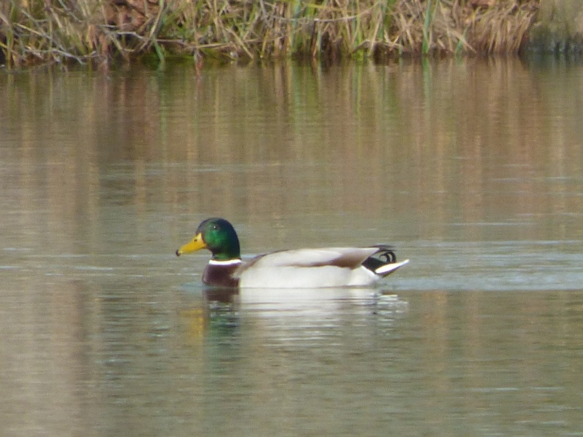 Mallard - ML615100549
