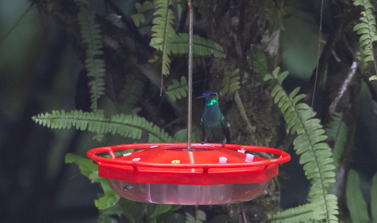 kolibřík fialovočelý - ML615100557