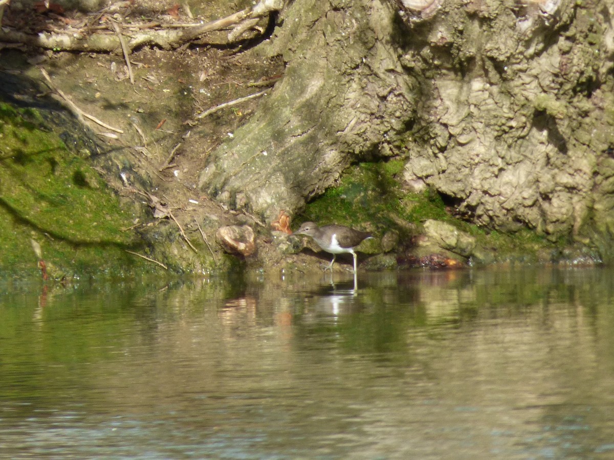 Common Sandpiper - ML615100559