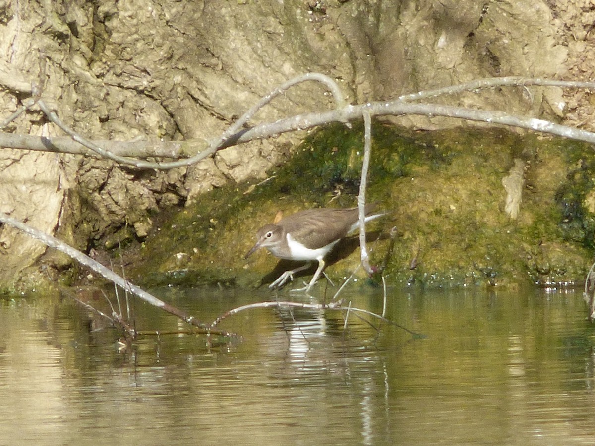 Common Sandpiper - ML615100560