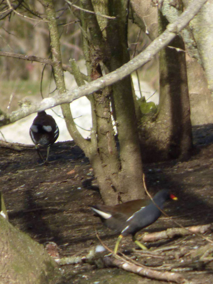 Eurasian Moorhen - ML615100564