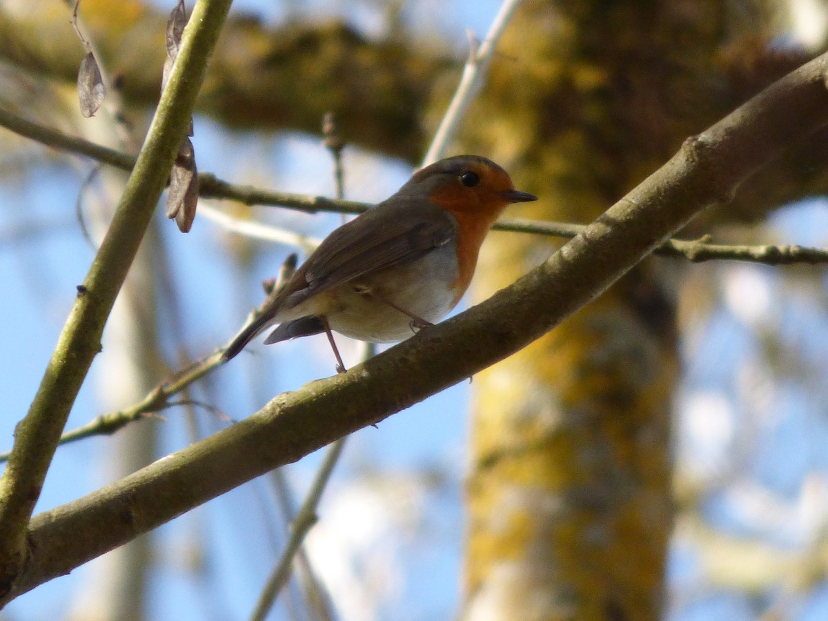 European Robin - ML615100573